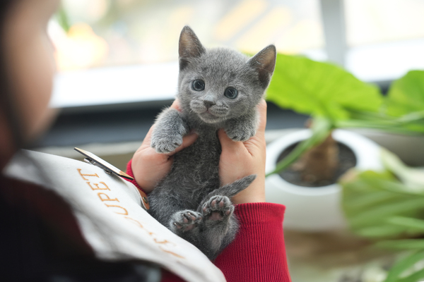 러시안블루_여아_나비공방_200539 복사.jpg