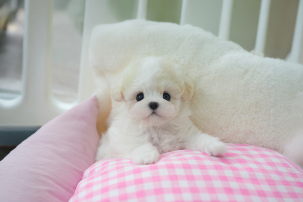 미니비숑_여아_골든티스_390521 복사.jpg