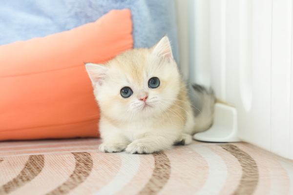 먼치킨_여아_논산냥이네_130449 복사.jpg