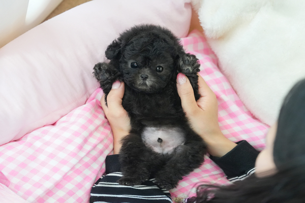 토이푸들(실버)_남아_인경켄넬_440233 복사.jpg