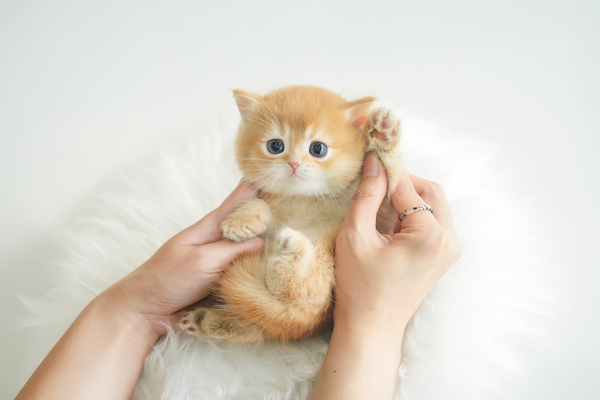 브숏_남아_포캣_340134 복사65.jpg